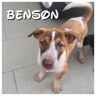 Benson, Mason &amp; Miko - Mixed Breed Dog