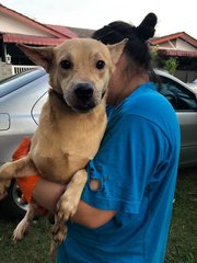 Tom - Canaan Dog + Terrier Dog