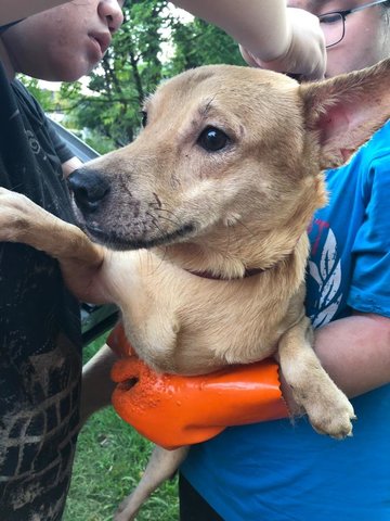 Tom - Canaan Dog + Terrier Dog