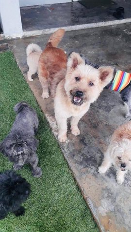 Big Baby Terrier Mix For Adoption - Yorkshire Terrier Yorkie Dog