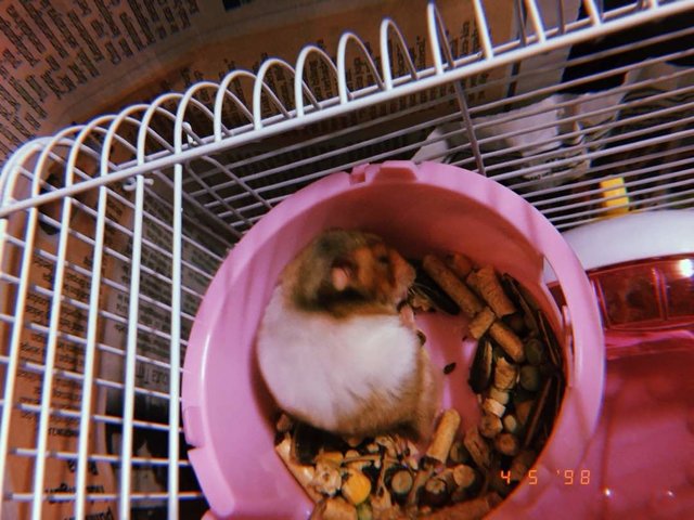 Panpan - Syrian / Golden Hamster Hamster