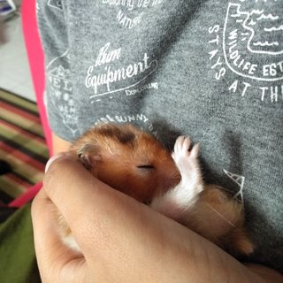 Panpan - Syrian / Golden Hamster Hamster