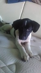 Spot - Mixed Breed Dog