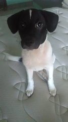 Spot - Mixed Breed Dog