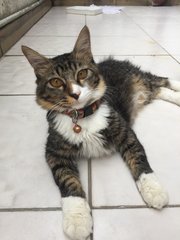 Mokkie - American Curl Cat