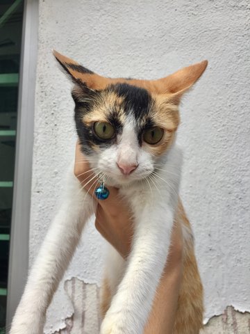 Crazy Eyes - Domestic Short Hair Cat