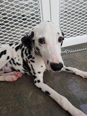 Casper - Dalmatian Dog