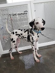 Casper - Dalmatian Dog