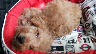 Pure Breed Toy Poodle