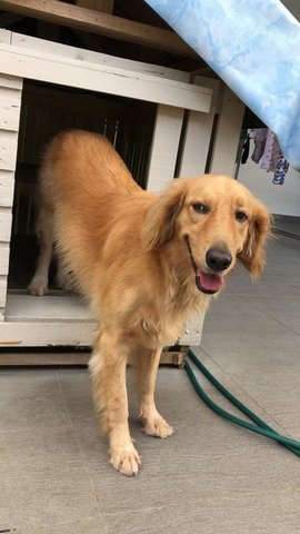 Lv - Golden Retriever Dog