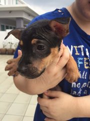 Sarah - Patterdale Terrier (Fell Terrier) Mix Dog