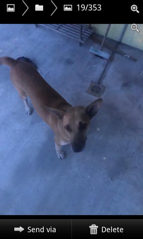 Missing Brown Mongrel Tmn Perling Jb - Mixed Breed Dog