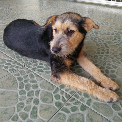 Teddy Boy - Schnauzer + Terrier Dog