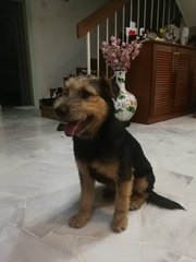 Teddy Boy - Schnauzer + Terrier Dog