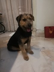 Teddy Boy - Schnauzer + Terrier Dog