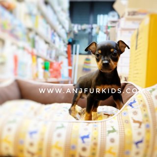 Quality Male Mini Pinscher Pup2pies - Miniature Pinscher Dog