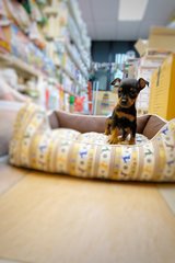 Quality Male Mini Pinscher Pup2pies - Miniature Pinscher Dog