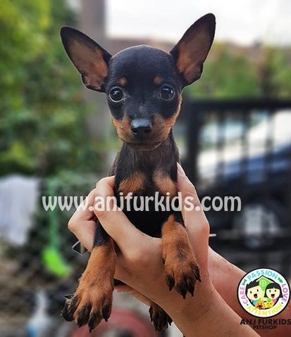 Quality Male Mini Pinscher Pup2pies - Miniature Pinscher Dog