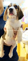 Quality Female Beagle Pup2py - Beagle Dog