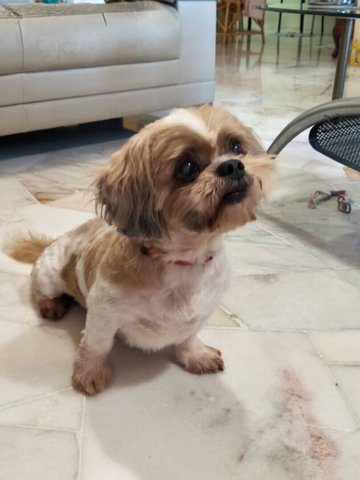 Fifi - Shih Tzu Dog