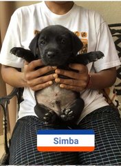 Simba - Mixed Breed Dog