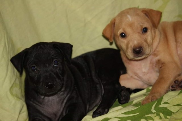 Labrador Mix Pups - Labrador Retriever Mix Dog