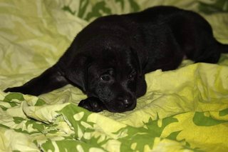 Labrador Mix Pups - Labrador Retriever Mix Dog