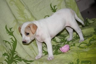 Labrador Mix Pups - Labrador Retriever Mix Dog