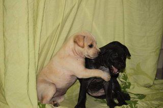 Labrador Mix Pups - Labrador Retriever Mix Dog