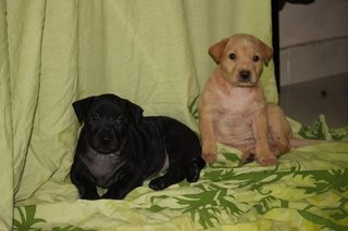 Labrador Mix Pups - Labrador Retriever Mix Dog