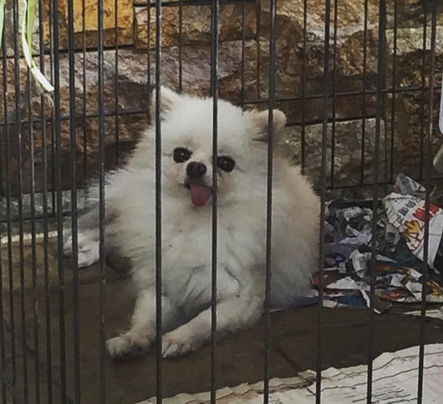 Coco - Pomeranian Dog