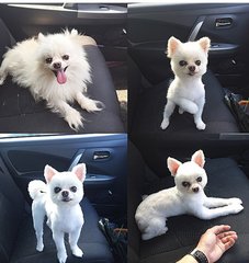 Coco - Pomeranian Dog