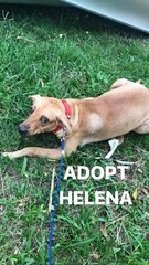 Helena-rat Terrier Crossed Breed - Rat Terrier Mix Dog