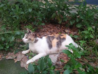 Omoni - Calico Cat