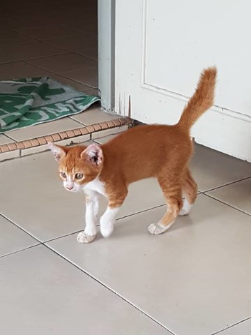 Ginger &amp; Grey-white - Domestic Short Hair Cat