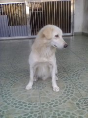 Bosco-golden Retriever Mixed - Golden Retriever Mix Dog