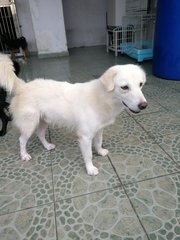 Bosco-golden Retriever Mixed - Golden Retriever Mix Dog