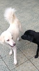 Bosco-golden Retriever Mixed - Golden Retriever Mix Dog