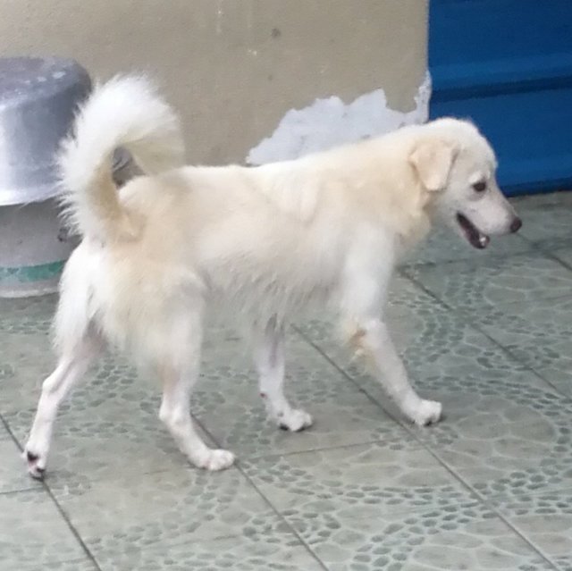 Bosco-golden Retriever Mixed - Golden Retriever Mix Dog