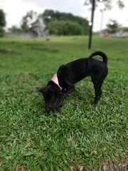 Black Girl ( Adopted ) - Mixed Breed Dog