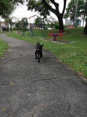 Black Girl ( Adopted ) - Mixed Breed Dog