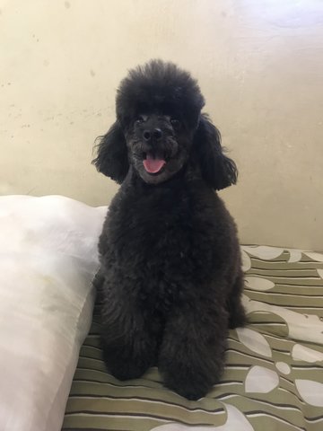 Mei Mei  - Poodle Dog