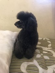 Mei Mei  - Poodle Dog