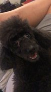 Mei Mei  - Poodle Dog