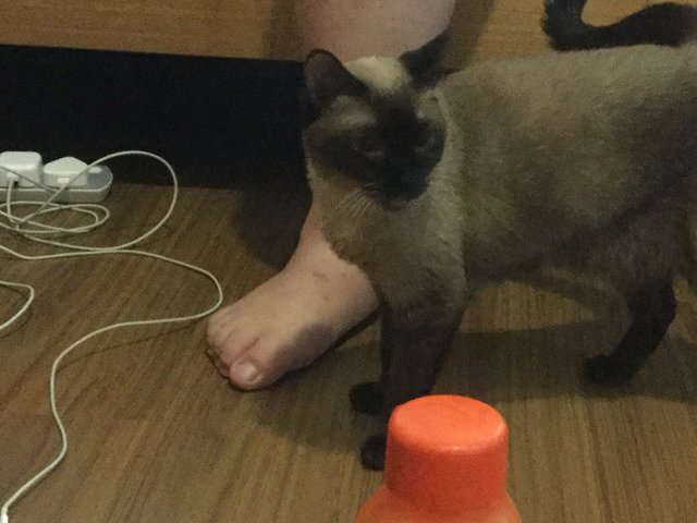 Siamese Female - Siamese Cat