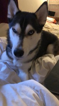 Owen - Siberian Husky Dog