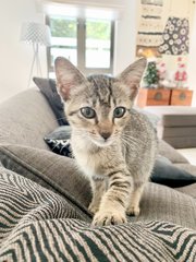 Lovely Kitten - Domestic Short Hair Cat