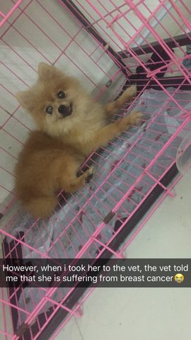 Cheryl - Pomeranian Dog