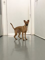 Robin - Mixed Breed Dog