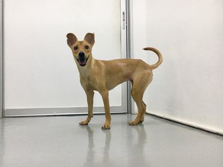 Robin - Mixed Breed Dog